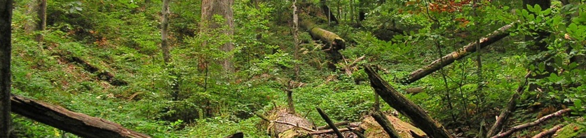 Karpatské bukové pralesy a staré bukové lesy Nemecka